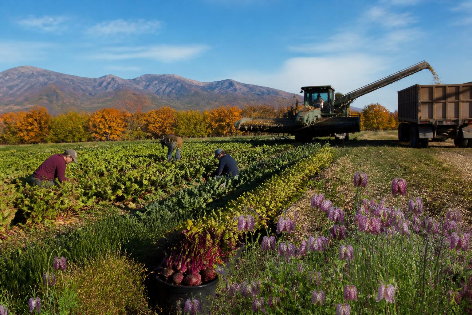Protegiendo la Productividad Agrícola de Alaska Ante Cambios Estacionales - AgroPost