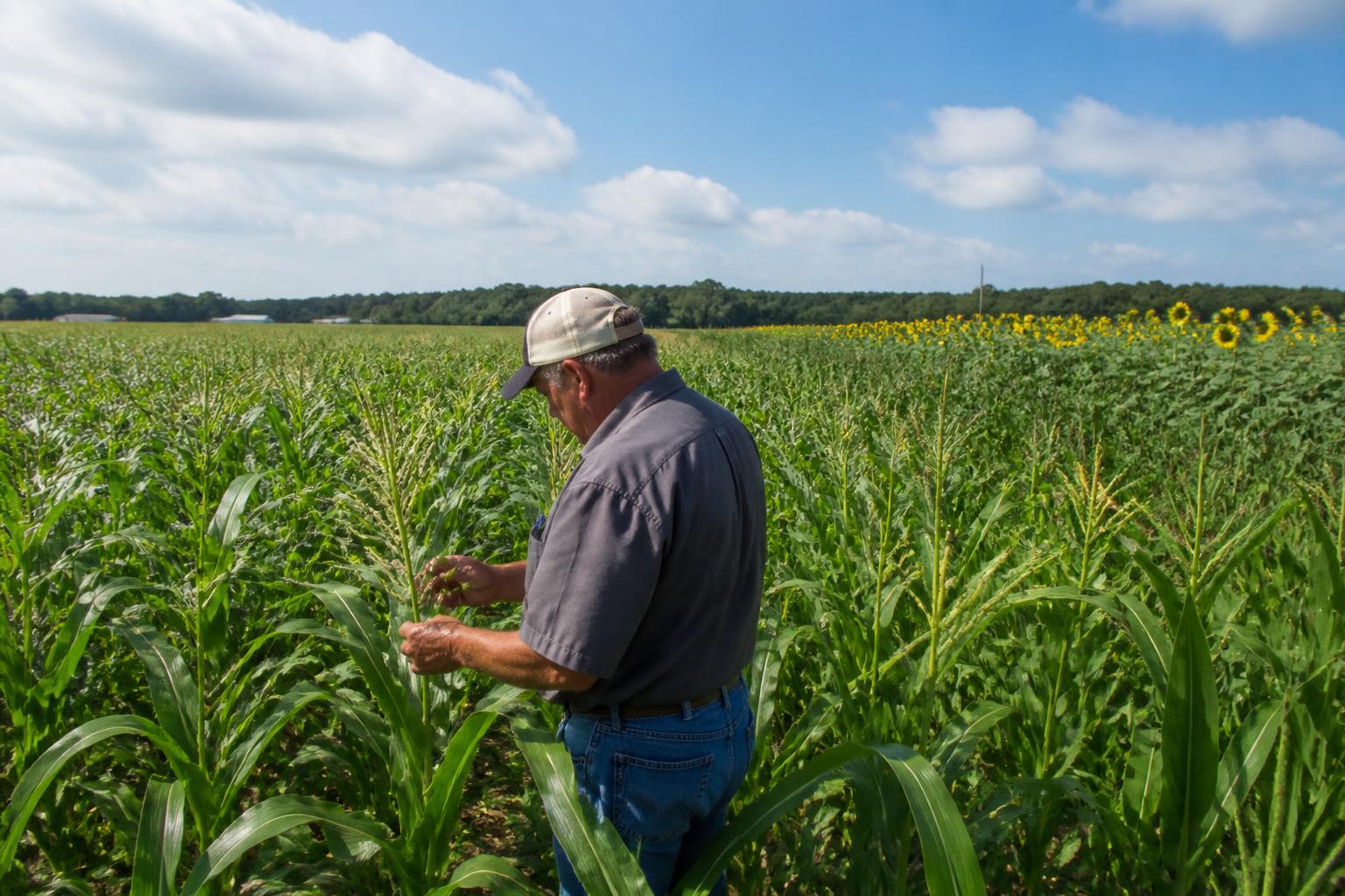 Georgia Summer Grain Outlook: High-Yield Management, Pest Pressures, and On-Farm Drying Solutions
