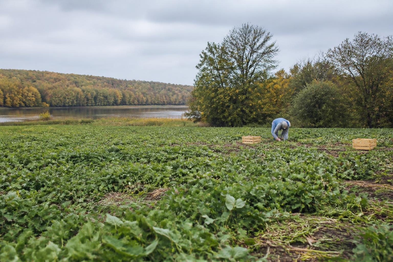 Mississippi Delta Logistics: Managing Low Water Levels Amid Fall Harvest - AgroPost