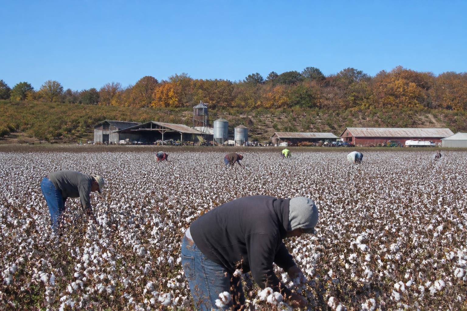 California Harvest Logistics: Navigating Field Access and Export Pressures - AgroPost