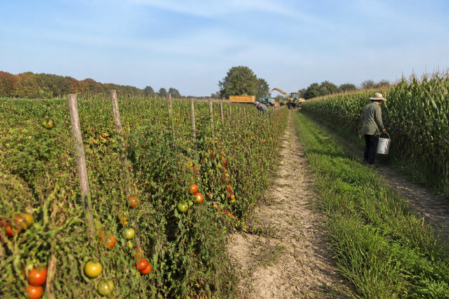 Perspectivas del Mercado de Granos en Florida: Navegando la Volatilidad y Presiones Estacionales - AgroPost