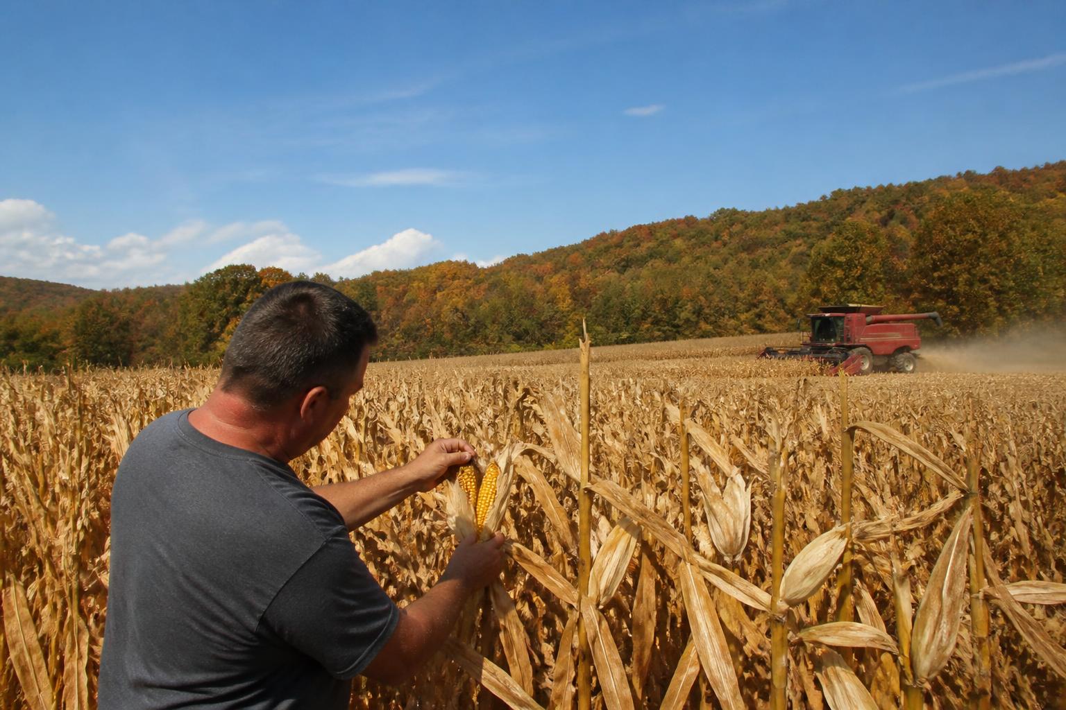 Tennessee Grain Market Update: Analyzing Yields and Strategic Logistics as Harvest Ramps Up - AgroPost