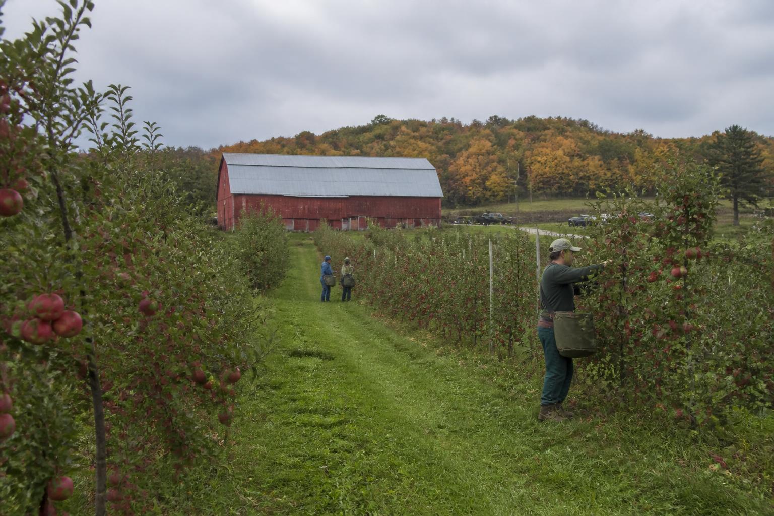 Actualización del Mercado de Grano de Vermont: Fortaleciendo la Seguridad de Alimentación y la Infraestructura