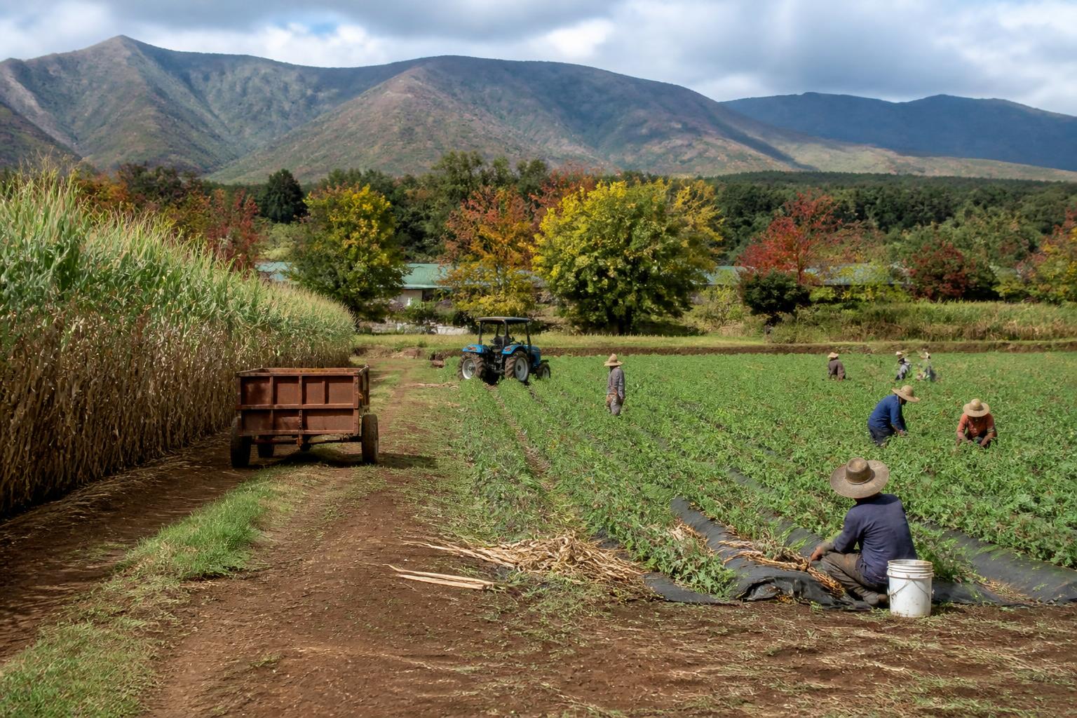 Evaluating Soil Health and Nutrient Management as Hawaii Agriculture Evolves - AgroPost