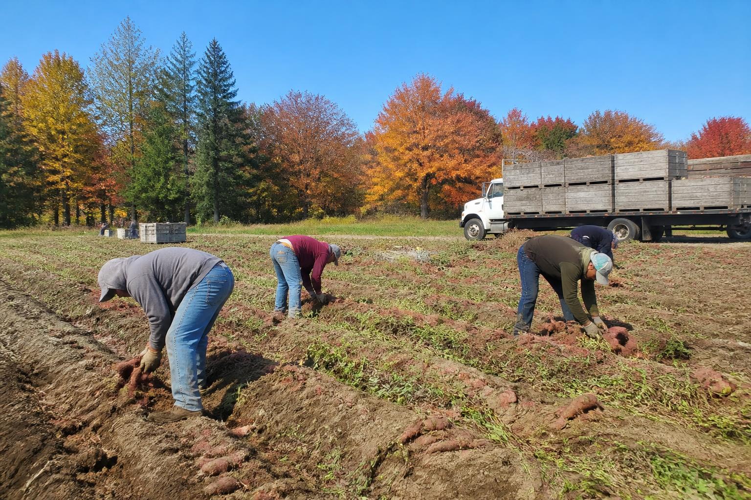 Protecting Hawaii's Yields: Navigating Biosecurity and Resource Resilience - AgroPost