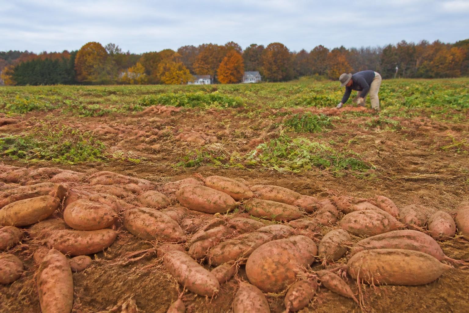 Logística de Carolina del Norte: Gestionando la Tránsito Estacional y las Presiones de Recursos - AgroPost