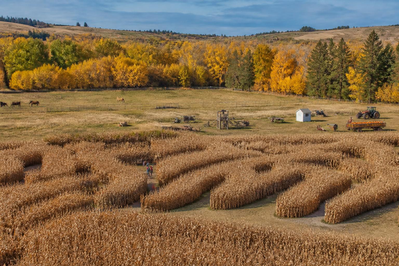 Wyoming Grain Producers Navigate Fall Harvest Amidst Shifting Market Conditions - AgroPost