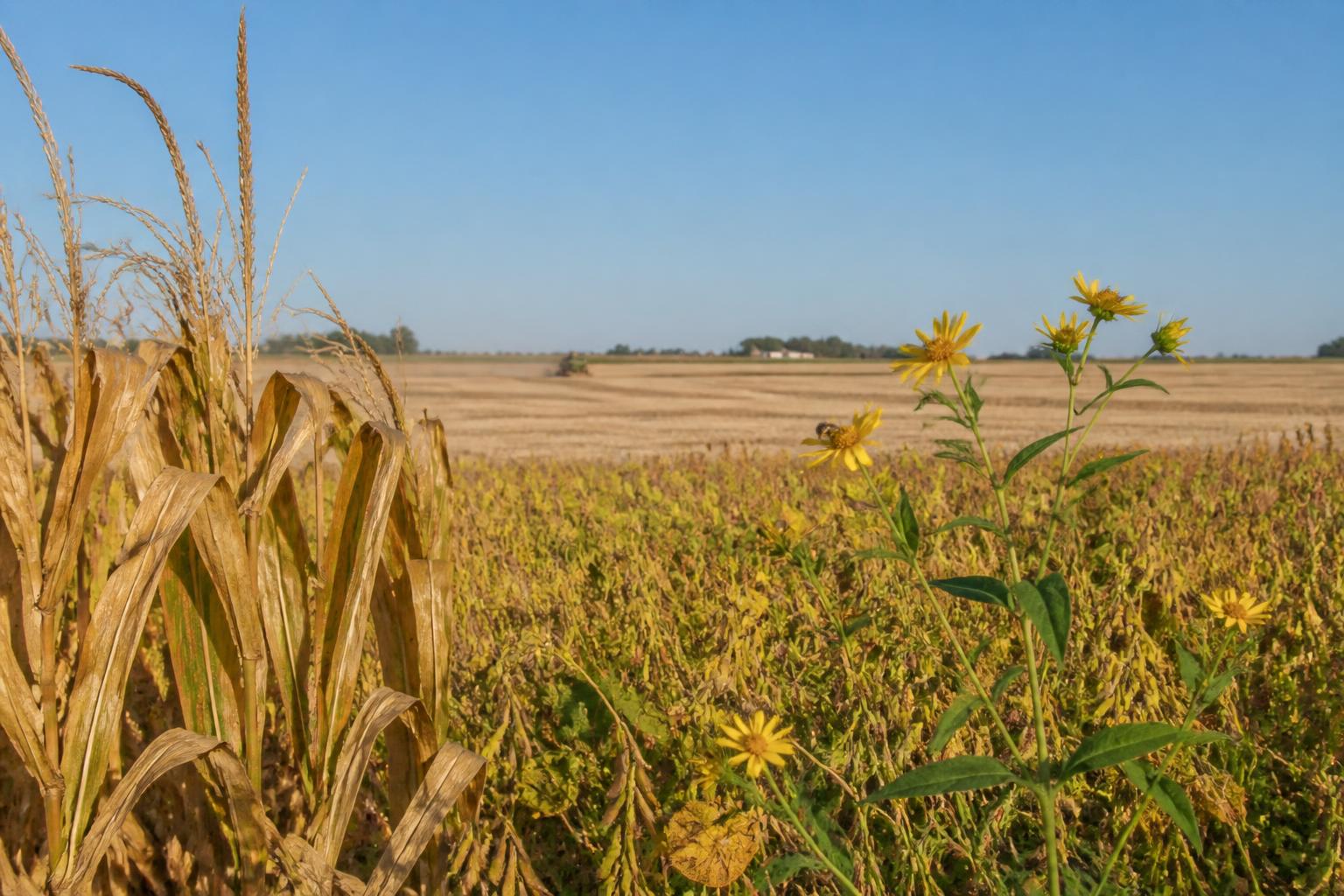 Minnesota Market Update: Operational Efficiency Takes Center Stage as Harvest Approaches - AgroPost