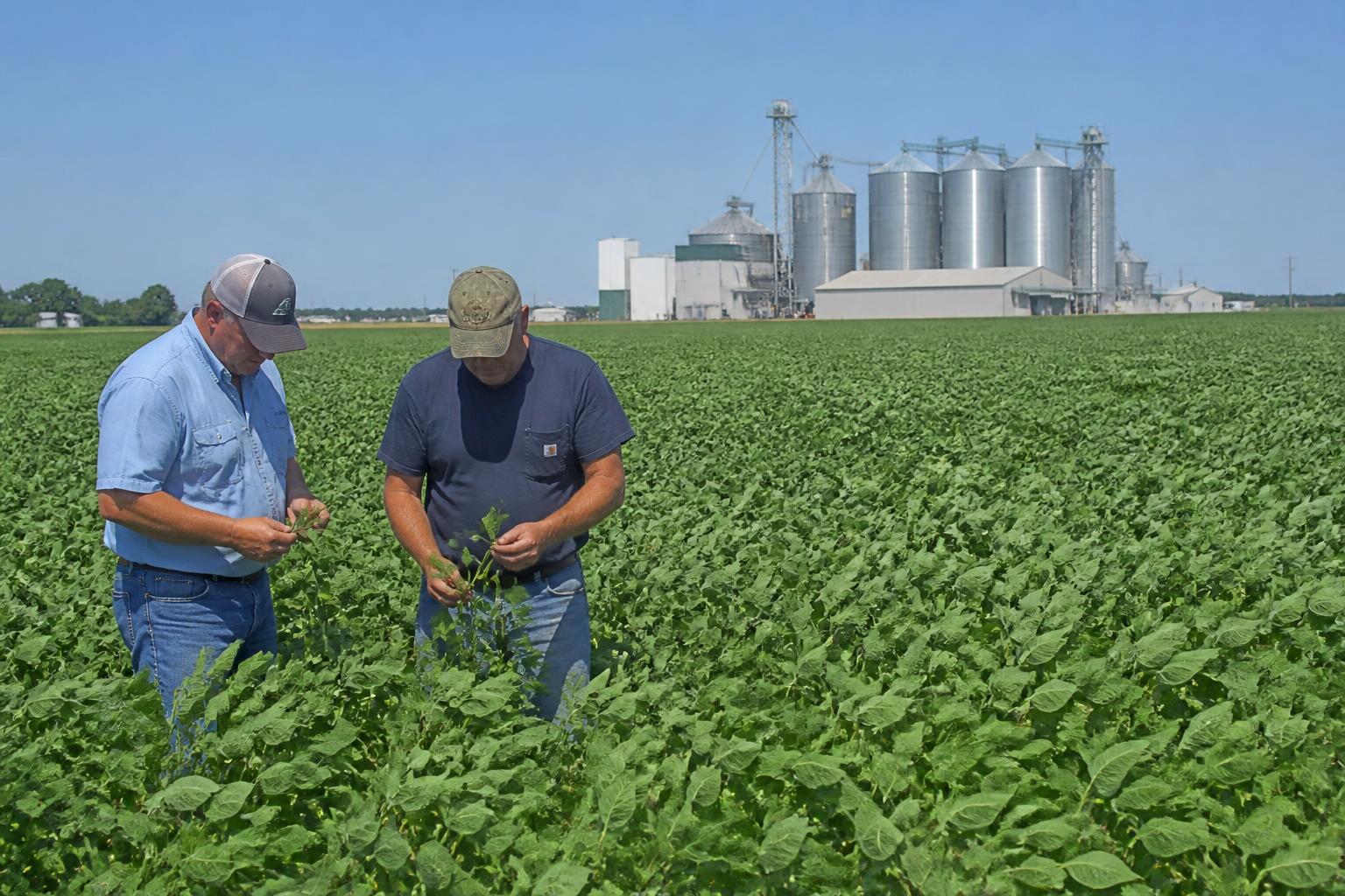 South Dakota Grains & Oilseeds: Mitchell Processing Expansion Reshapes Regional Basis