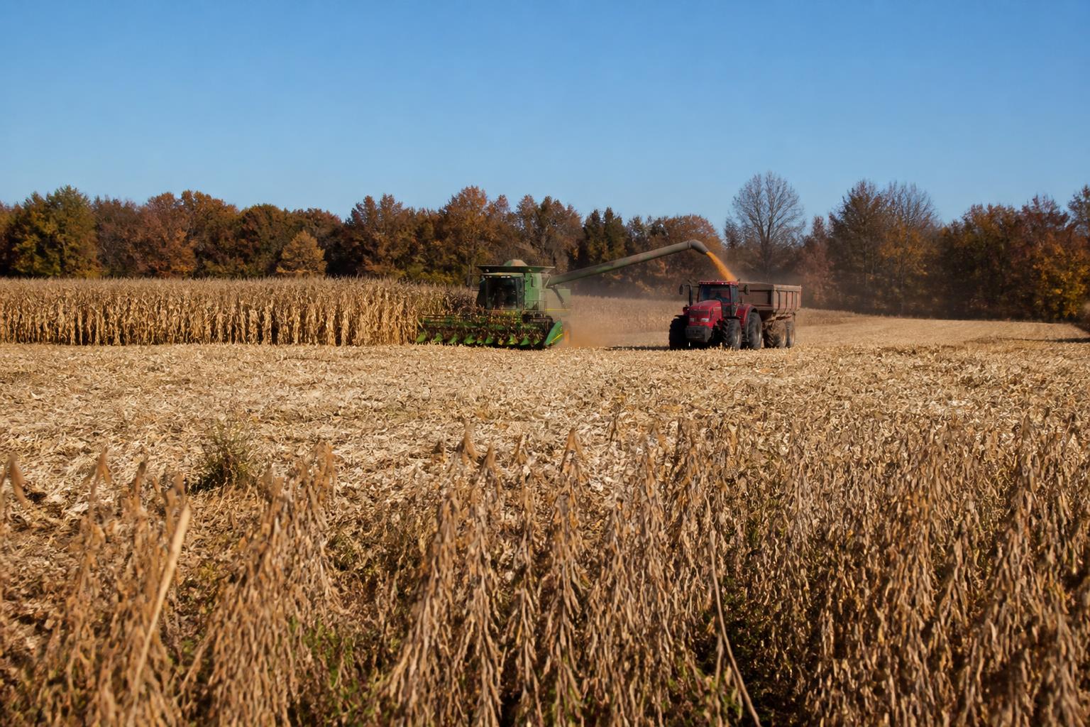 Ohio Grain Markets Navigate Production Uncertainty as Harvest Approaches - AgroPost