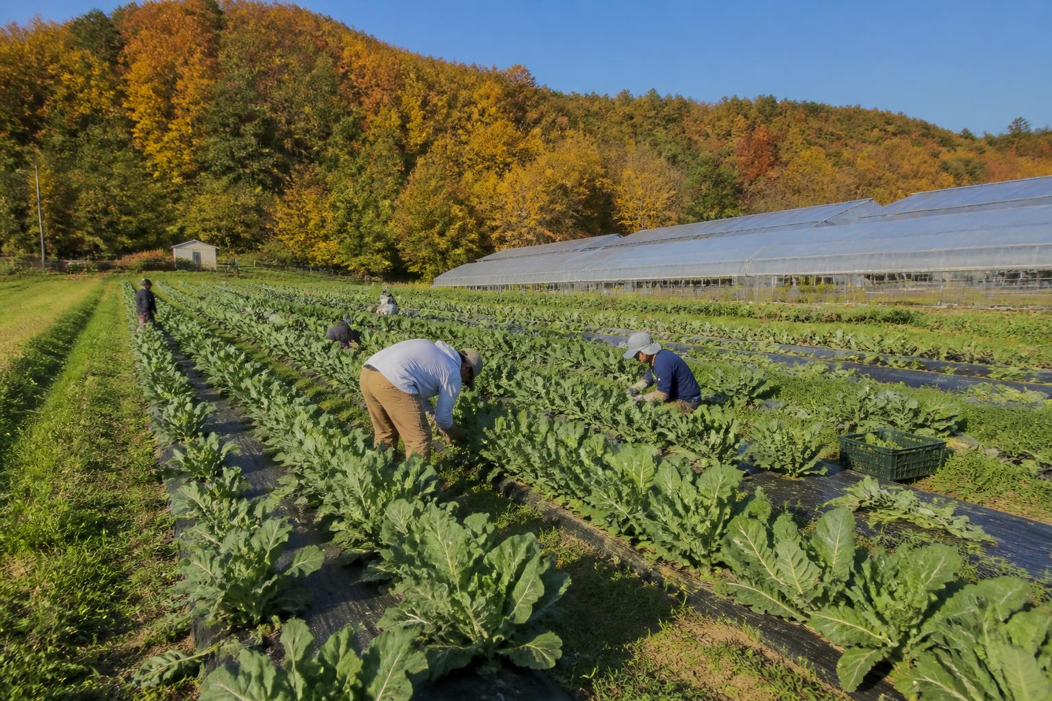 Kentucky Producers Gain Regulatory Stability in Crop Protection Access - AgroPost