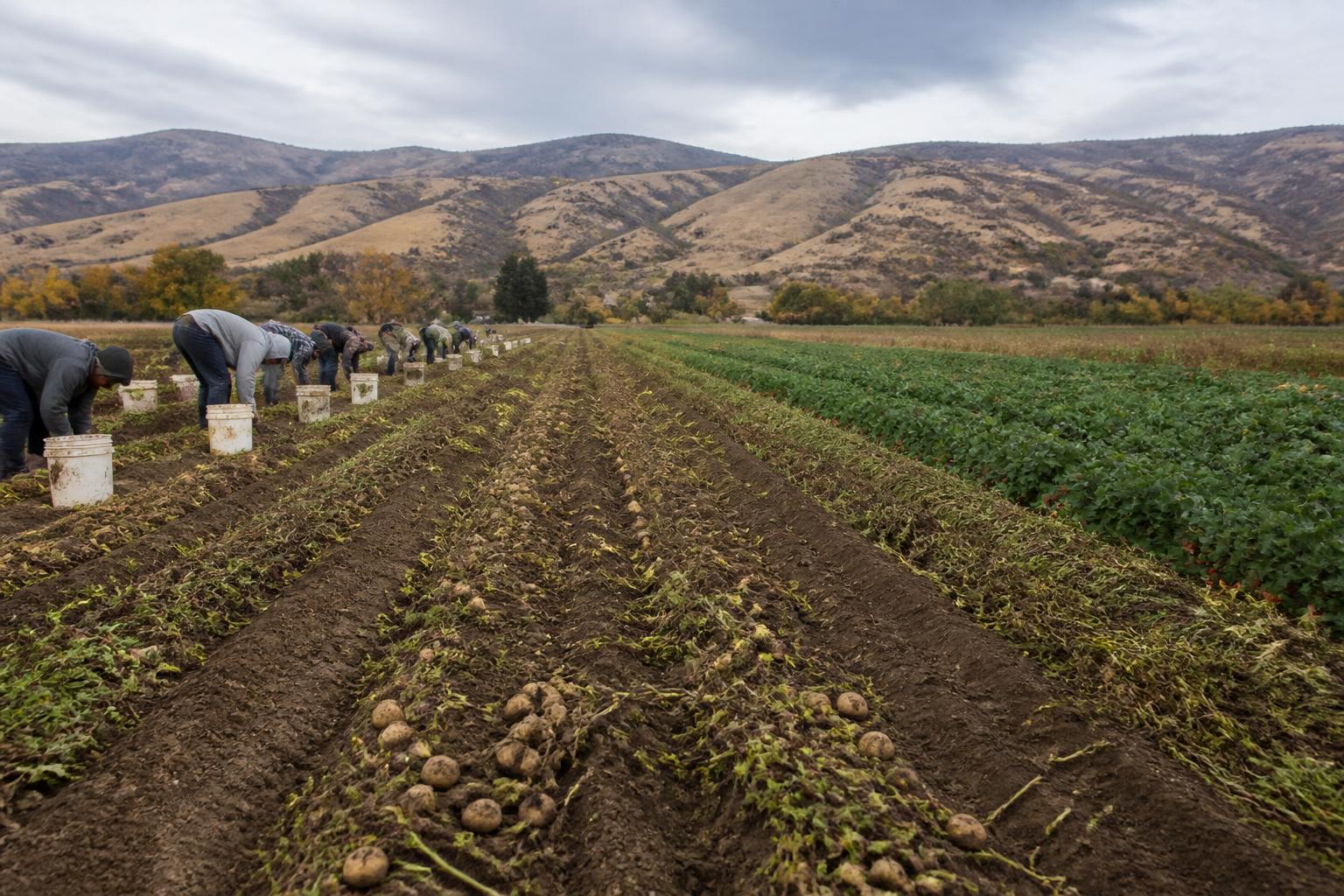 Navigating Idaho Harvest Pressures and Input Market Dynamics - AgroPost