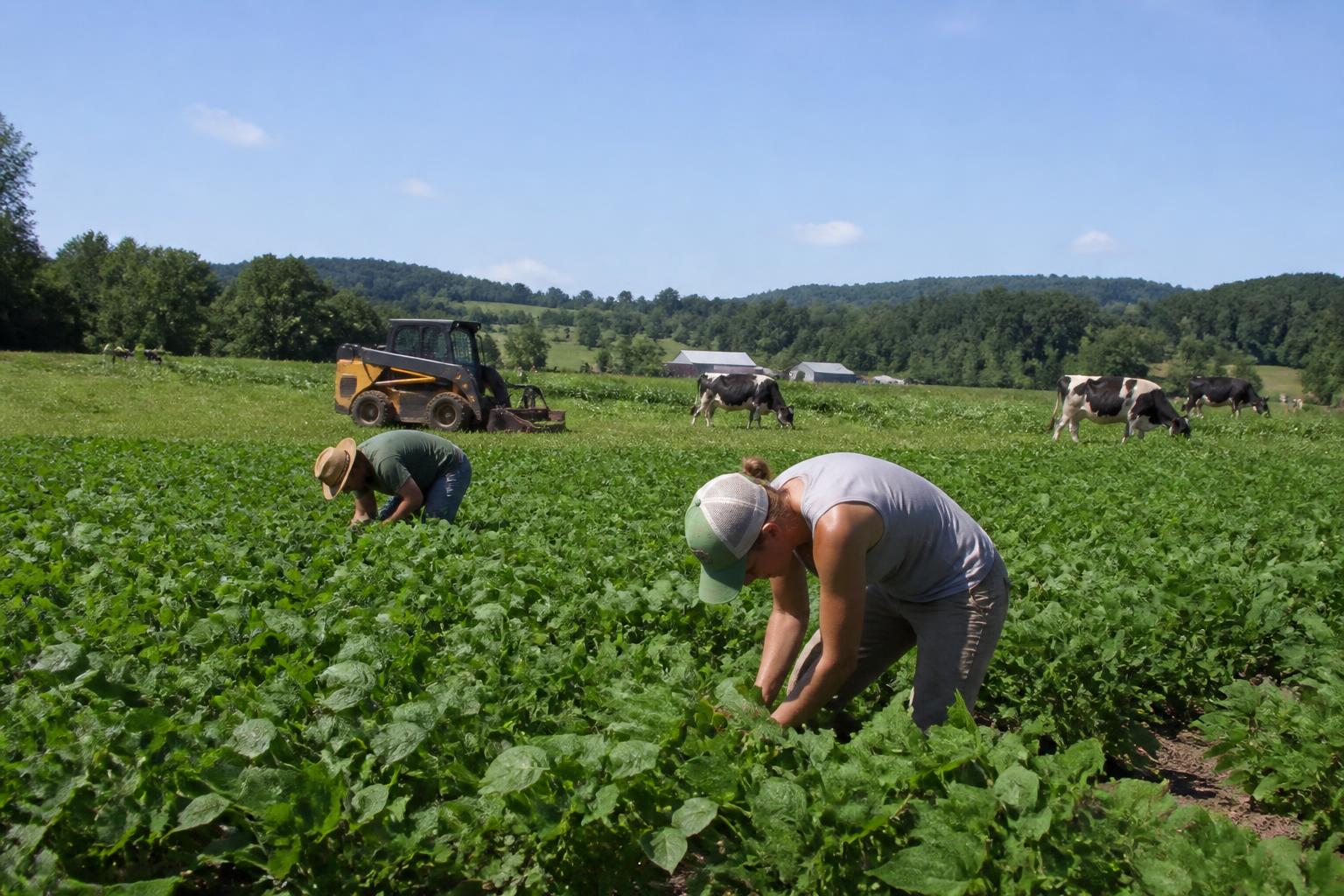Les marchés de l'alimentation et des grains du Vermont font face à des pressions en raison de la sécheresse estivale et des coûts d'exploitation élevés