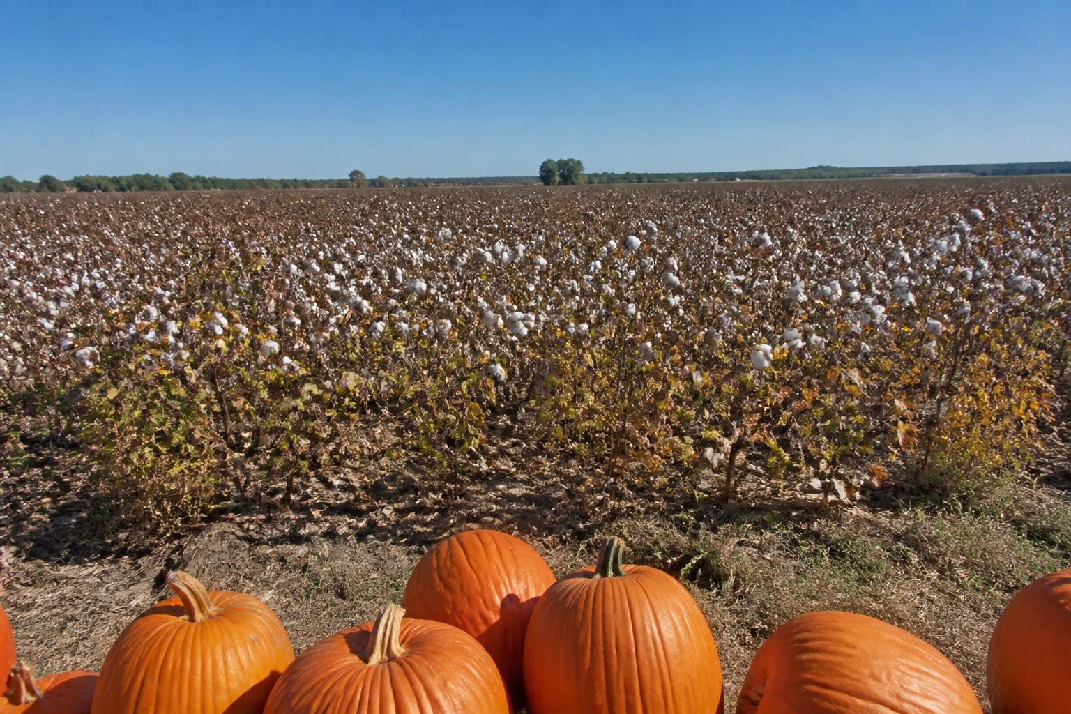 Supporting Food and Fiber Resilience: New Grant Opportunities for Texas Ag - AgroPost