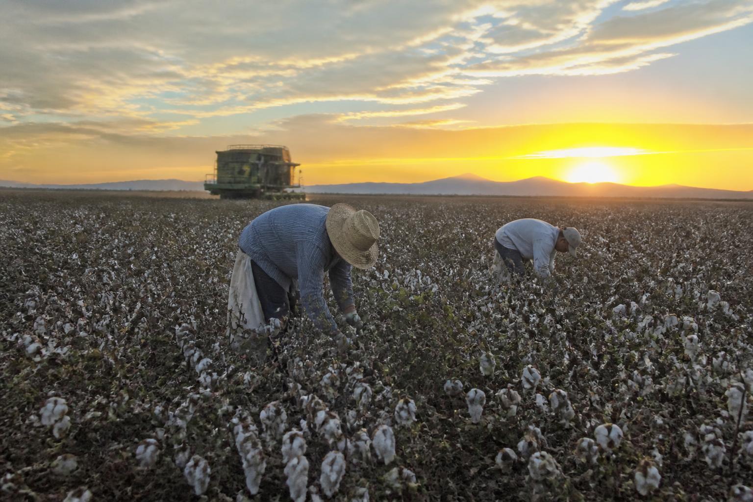 Perspectivas del Algodón en Arizona: Gestión de la Logística de la Cosecha Ante Demandas de Producción Cambiantes - AgroPost