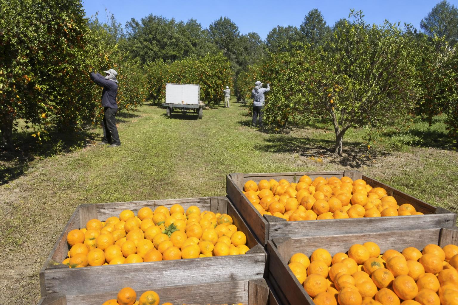 Florida Ag Outlook: Navigating Seasonal Pressures and Modernizing Operations - AgroPost