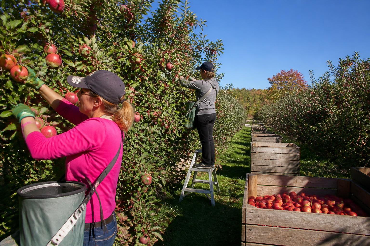 Productores agrícolas de Michigan buscan nuevas oportunidades de financiamiento para seguridad e infraestructura.