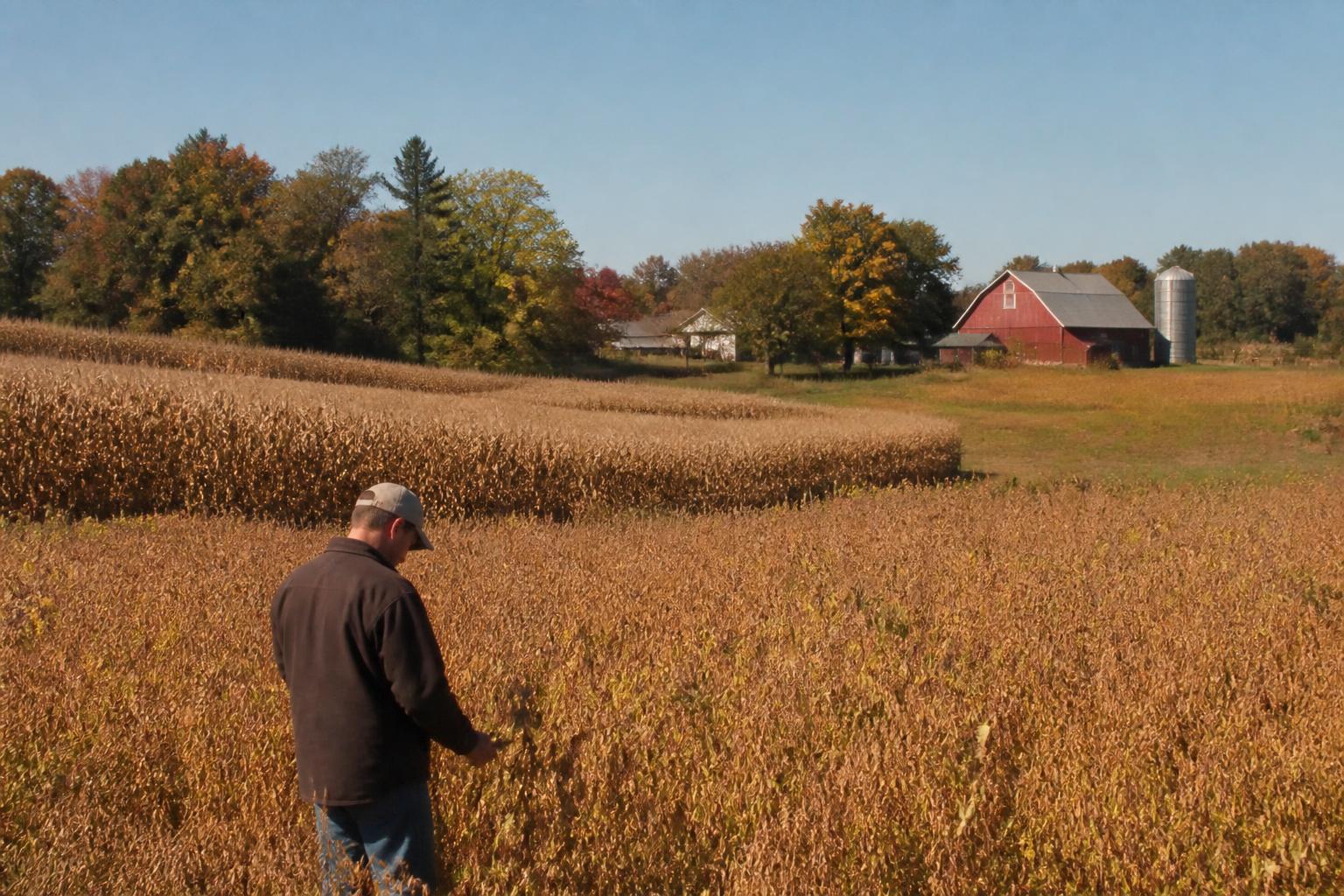 Perspectivas de Cosecha en Indiana: Navegando la Presión de Enfermedades y la Variación en la Demanda del Mercado - AgroPost