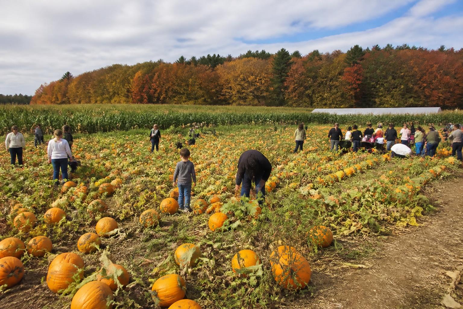 Perspectivas Agrícolas de New Hampshire: Evaluando Cambios Regulatorios y Logística Estacional