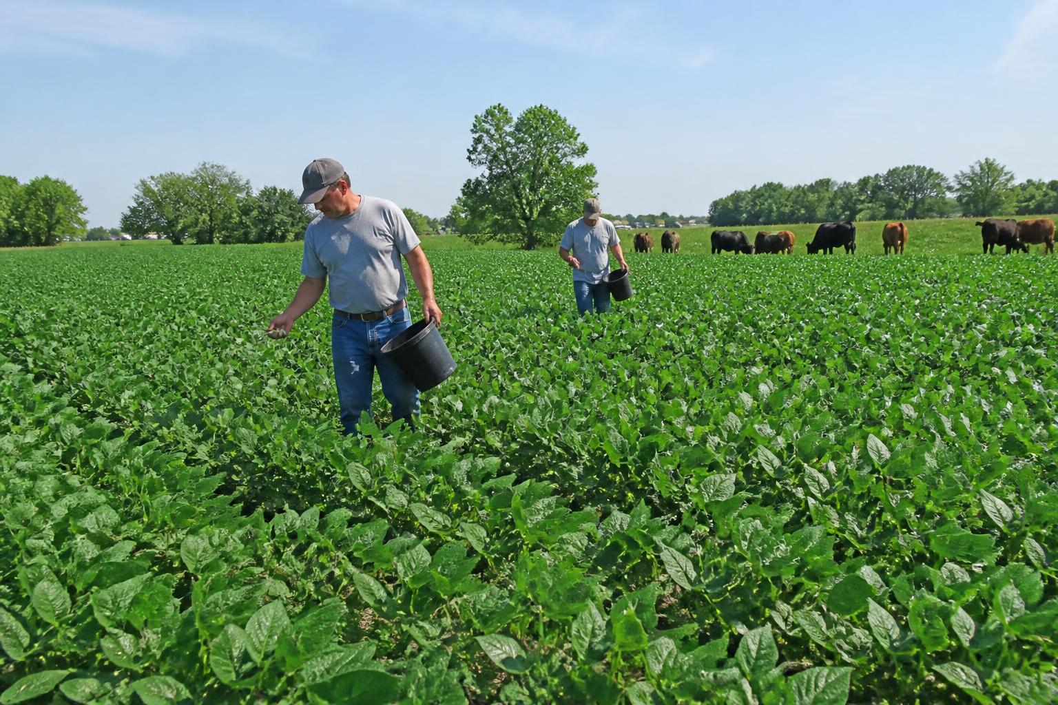 North Dakota Fertilizer Outlook: Selective Application and Regional Supply Initiatives Amid Global Pressure