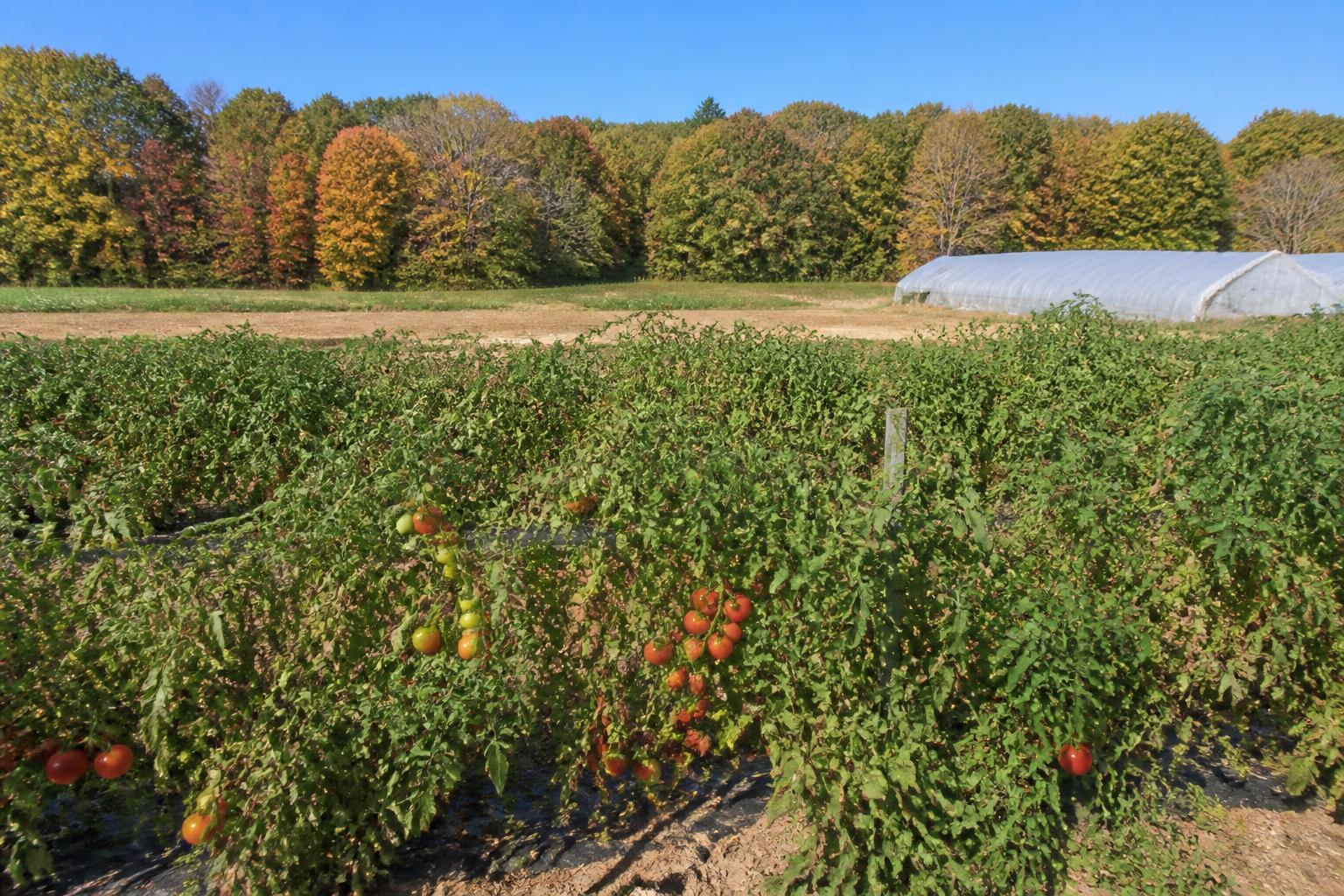 Fall Market Outlook: Navigating Volatility in Connecticut Grain and Commodity Trade - AgroPost