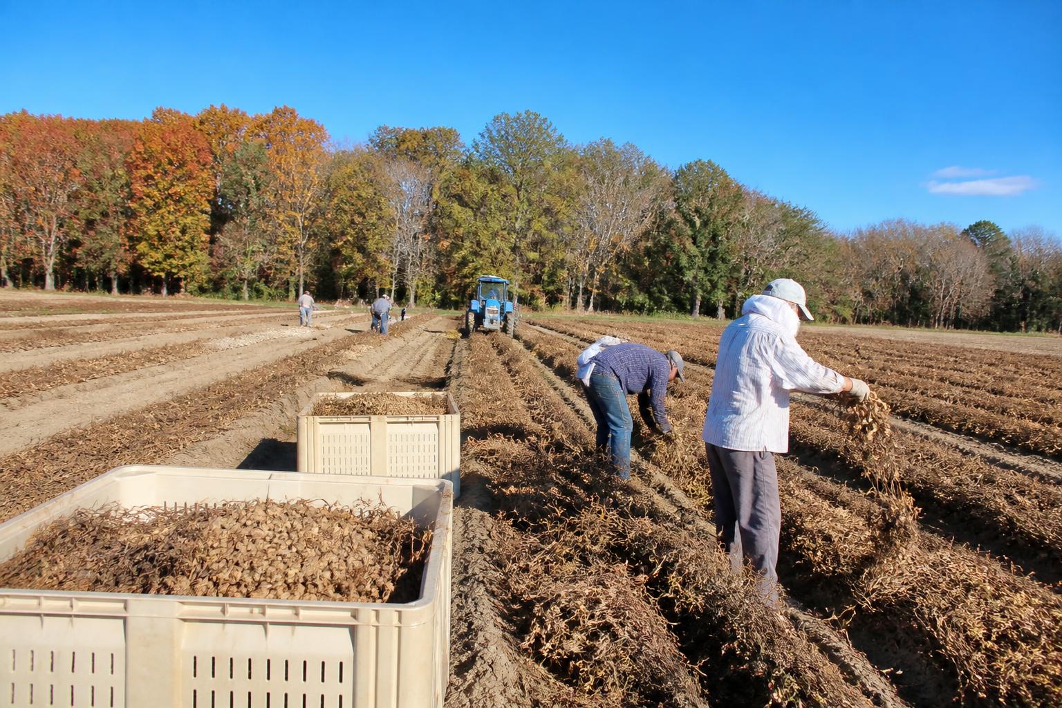 South Carolina Harvest Logistics: Adapting to New Cold Chain Capacity - AgroPost