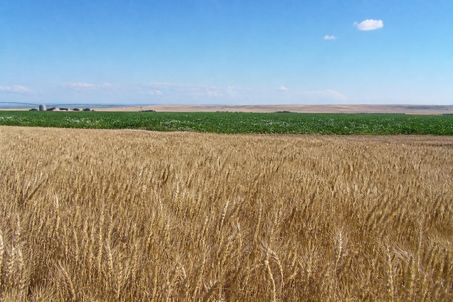 Oklahoma Grain Markets Navigate Volatility and Regional Yield Splits This Summer