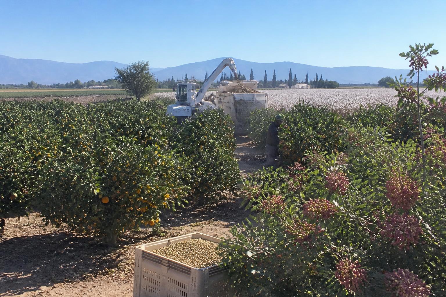California Agribusiness: Balancing Fertilizer Costs and Operational Efficiency - AgroPost