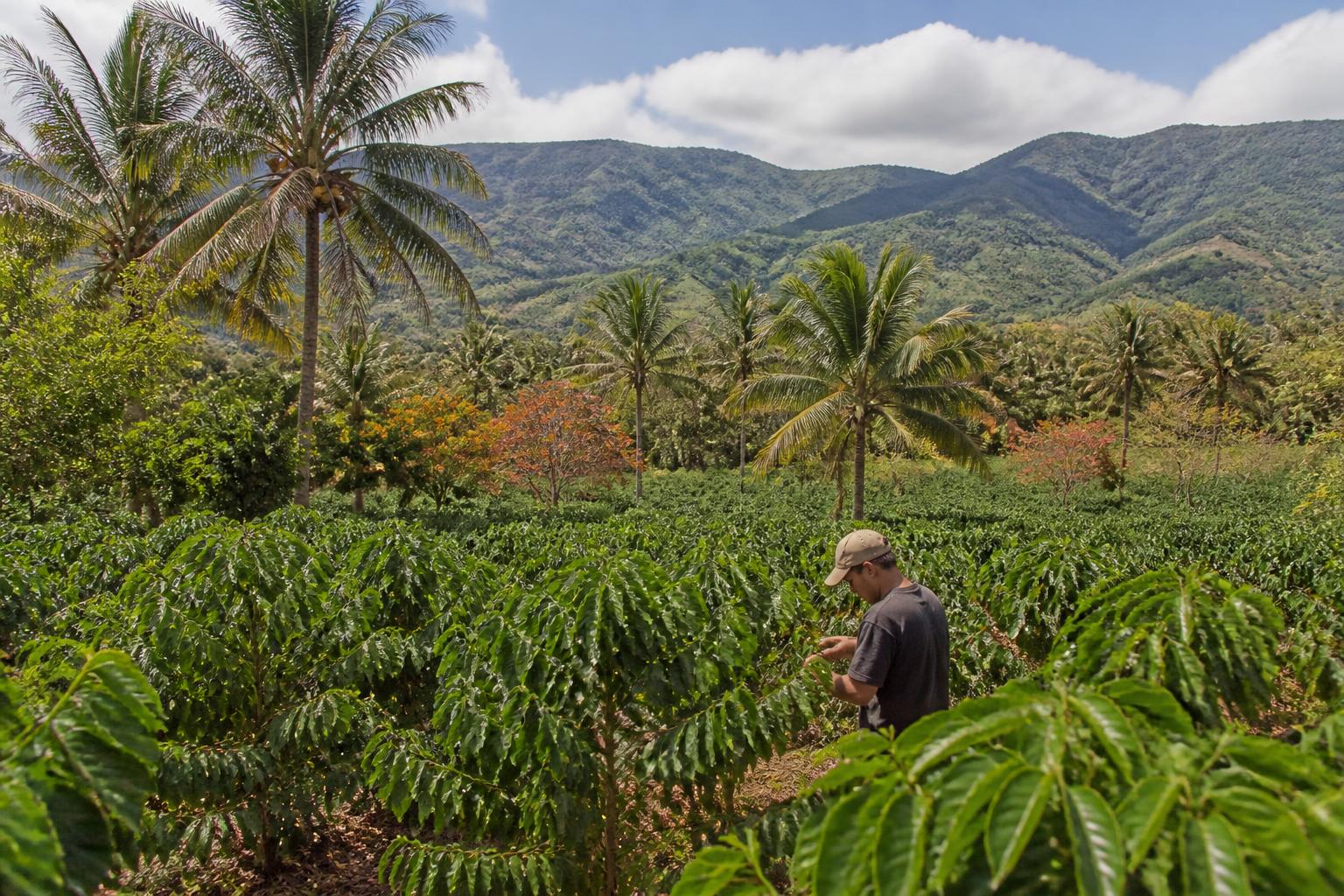 Securing Hawaii’s Agricultural Landscape: Emerging Biosecurity and Land Management Priorities - AgroPost