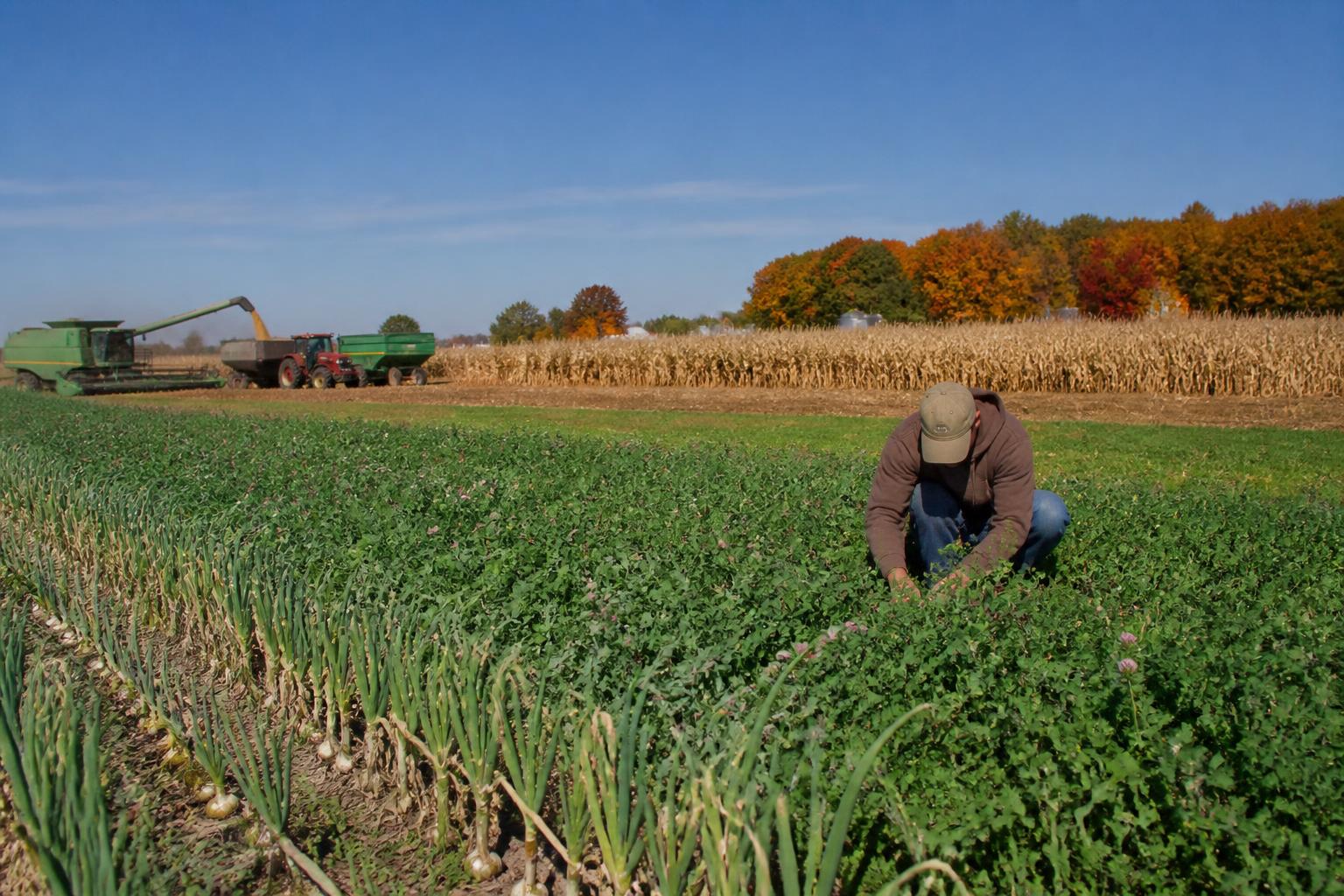 Optimizing Maine Grain Harvest Strategies as Season Progresses - AgroPost