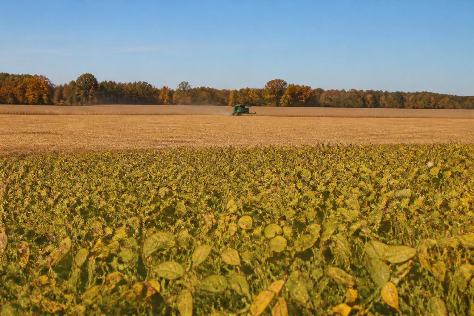 Arkansas Crop Shift: Navigating a Historic Pivot in Rice Acreage - AgroPost