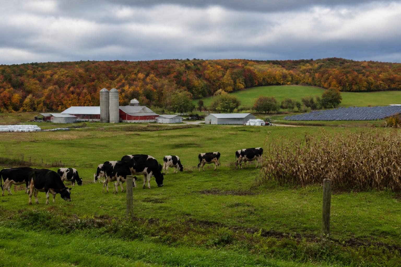 Alerta Agro de Vermont: Cambios Regulatorios y Resiliencia Operacional en la Temporada de Otoño - AgroPost