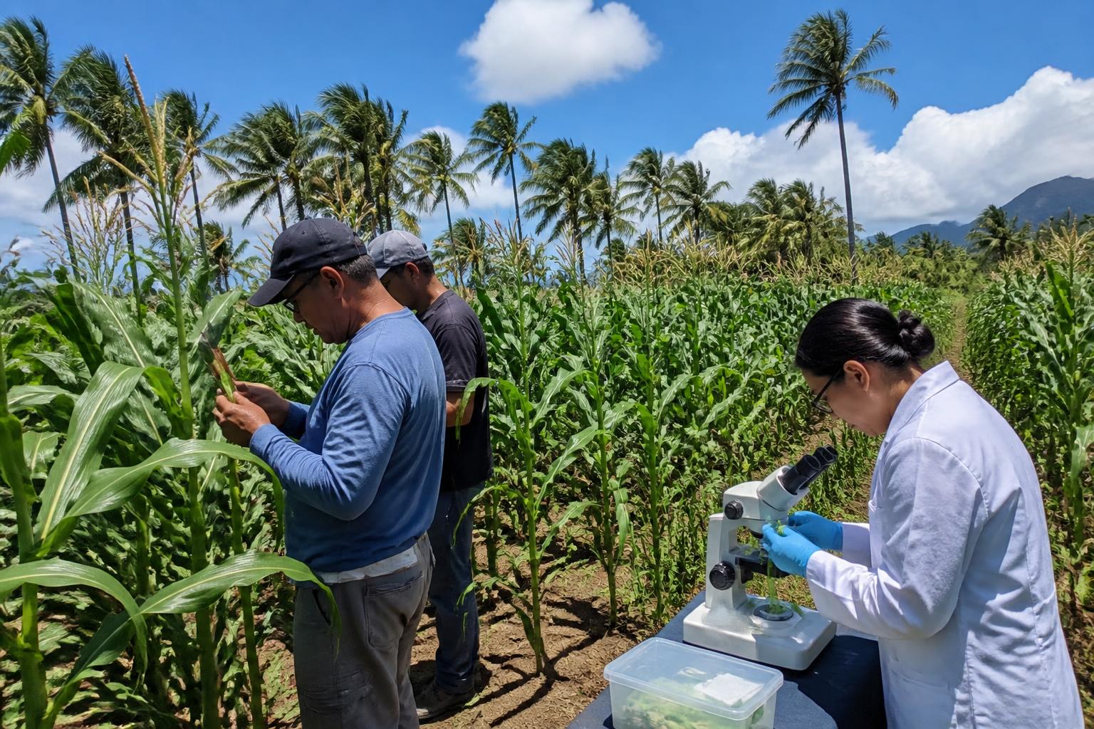 Hawaii's Seed Corn and Agricultural Sector: Navigating Summer Biosecurity and High Costs