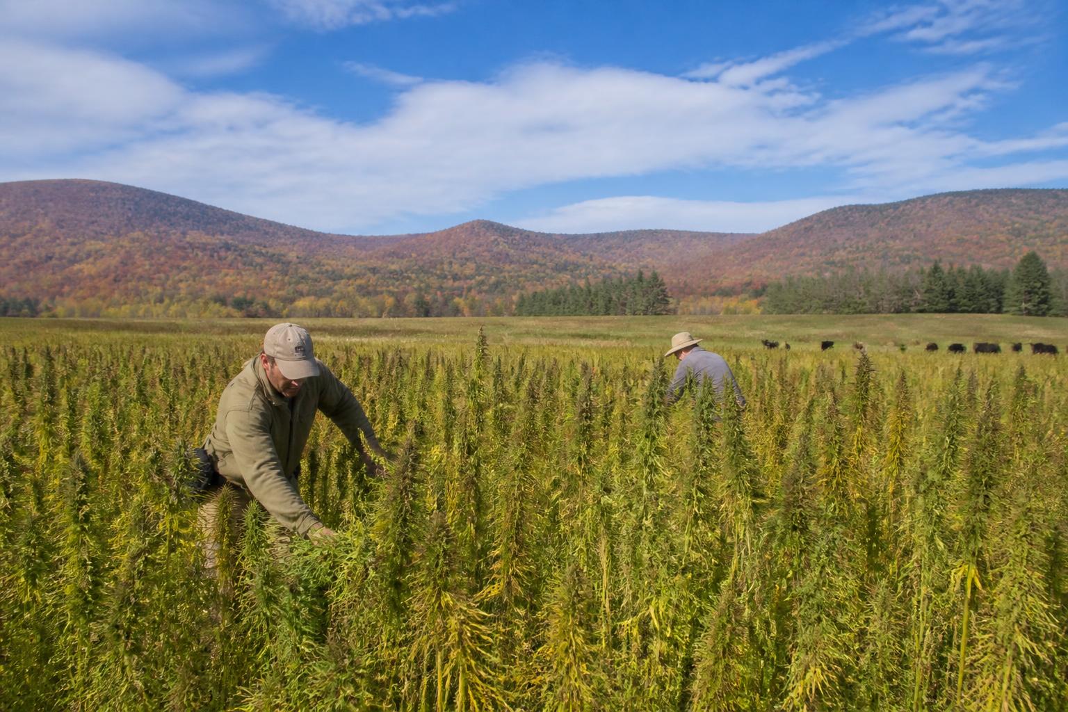 Alaska Agriculture: Building Resilience in the Final Frontier - AgroPost