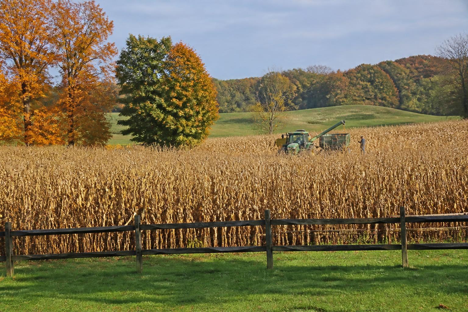 Florida Grain Market Outlook: Navigating Supply Shifts and Regional Pressures - AgroPost