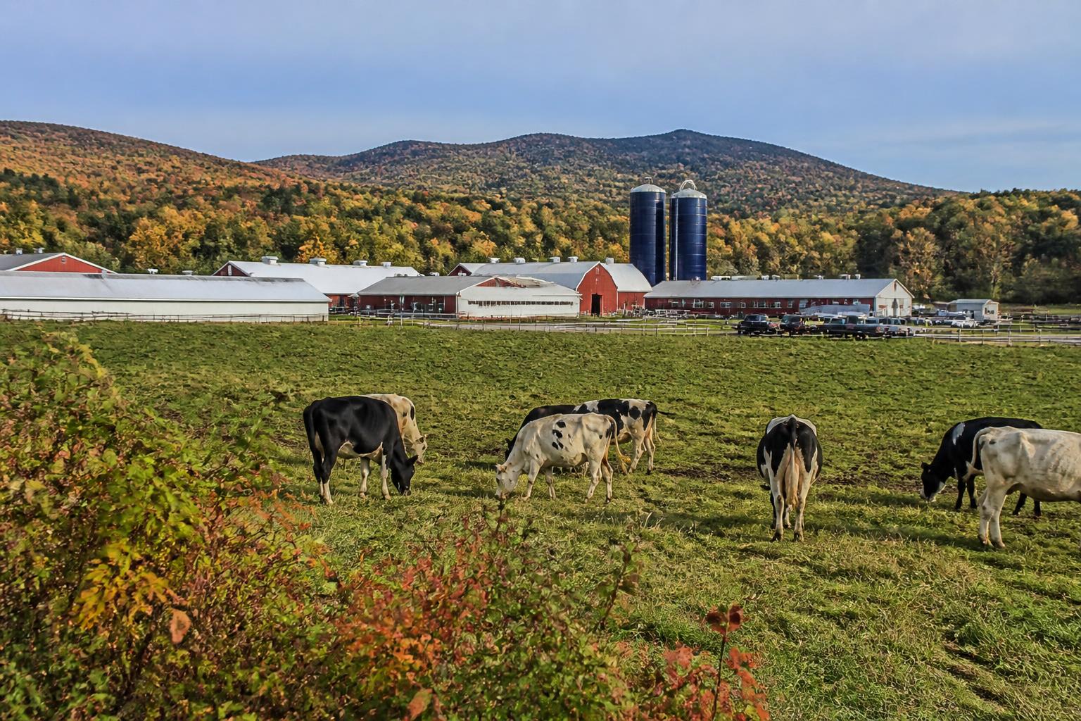Mercados de Lácteos y Granos de Vermont: Navegando Presiones Operativas Este Otoño - AgroPost