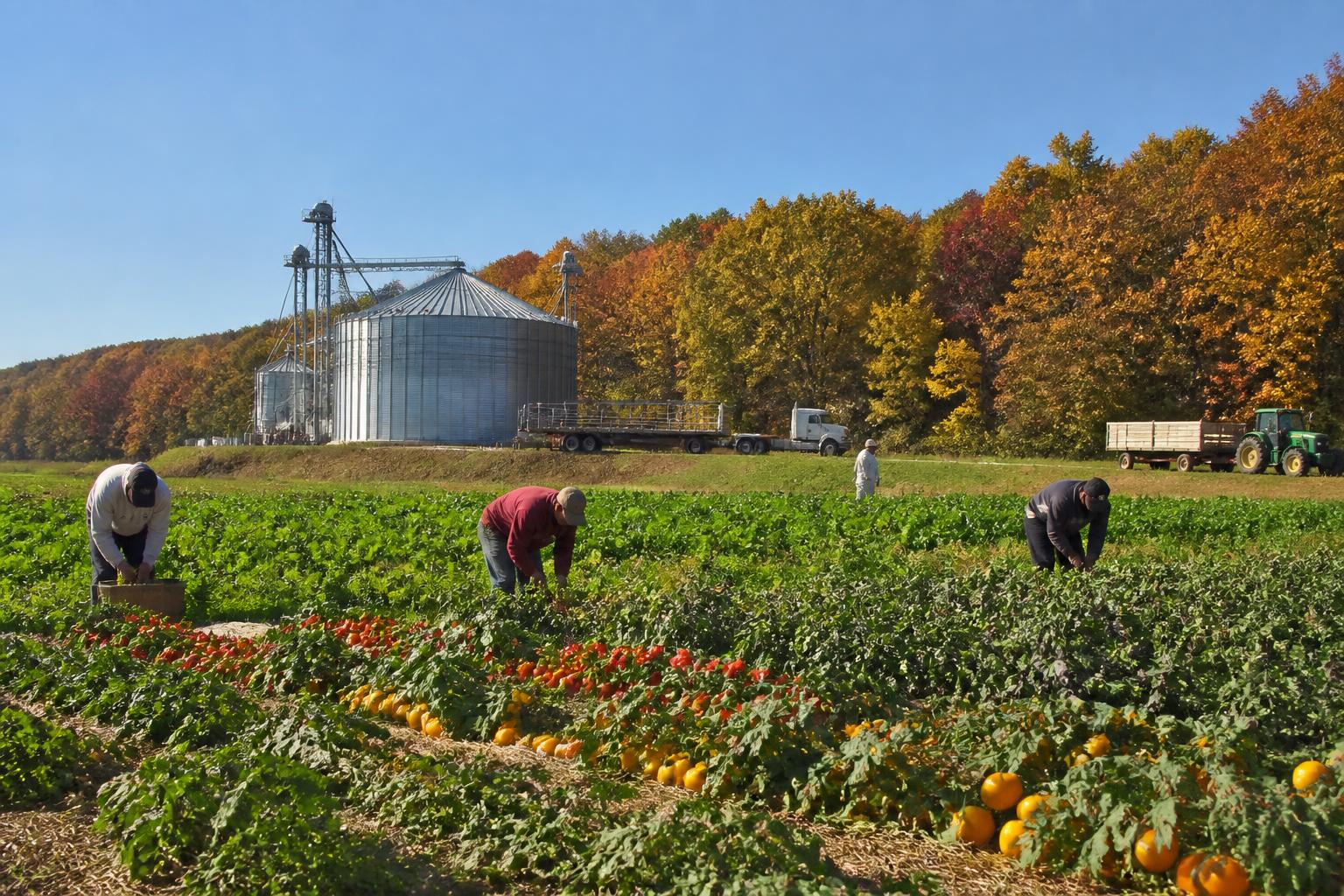 Maryland Harvest Logistics: Navigating Late-Season Challenges