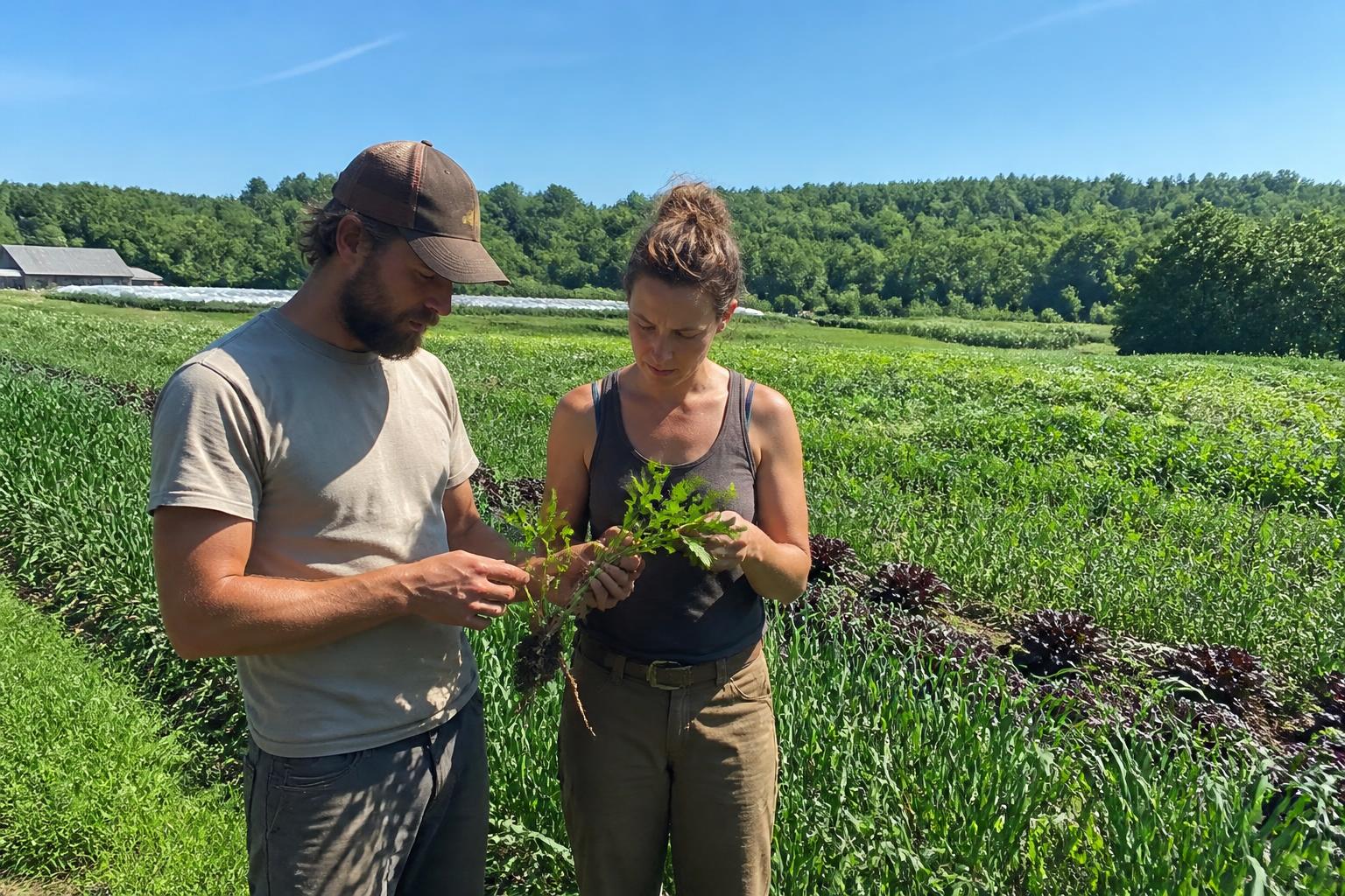 New Hampshire Crop Protection: Summer Disease Management and Evolving Land Use Standards