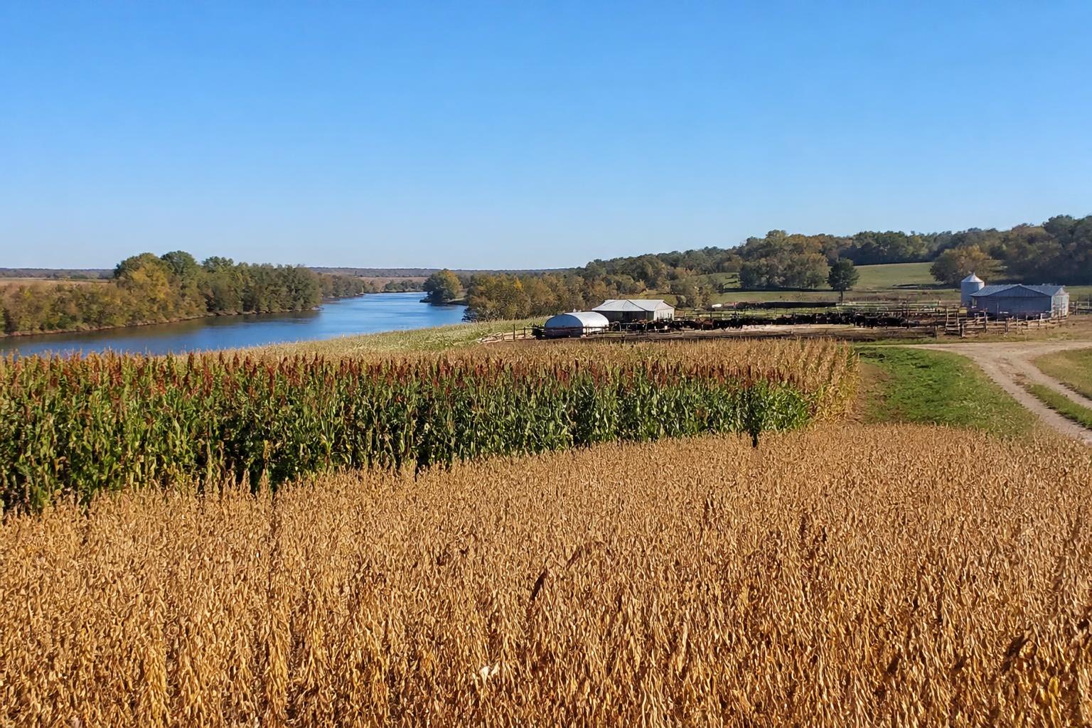 Arkansas Growers Navigate Tightening Margins and Evolving Crop Protection Strategies