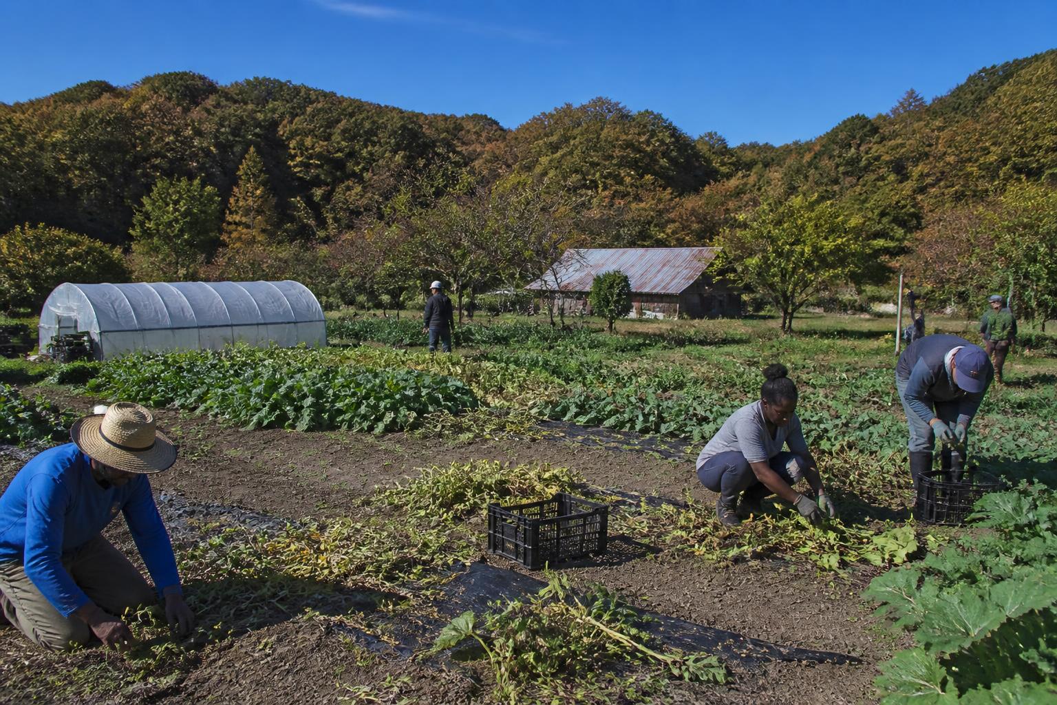 West Virginia Market Update: Navigating Fall Operational Challenges - AgroPost