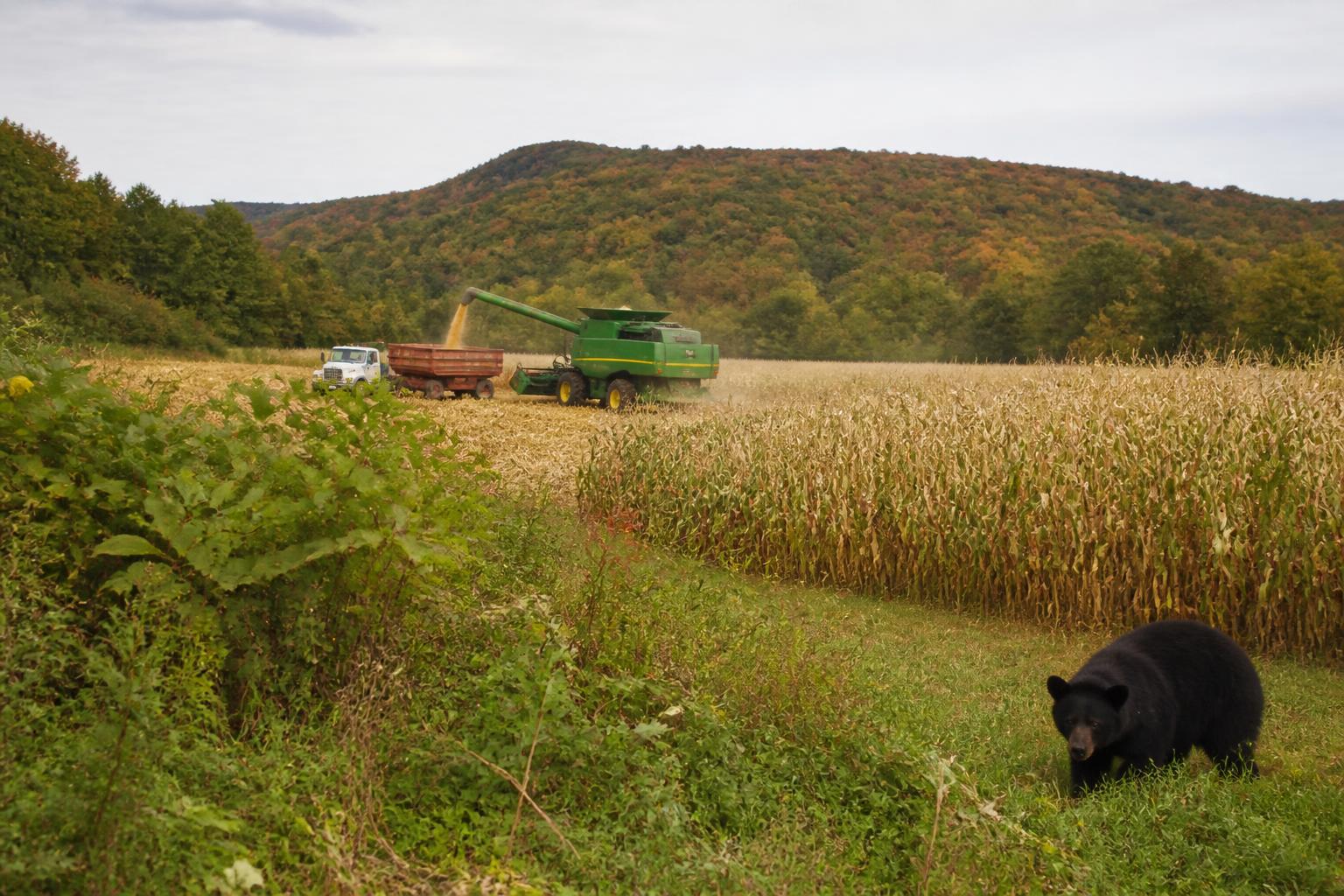 Mitigating Crop Threats: Strategic Risk Management for Connecticut Growers