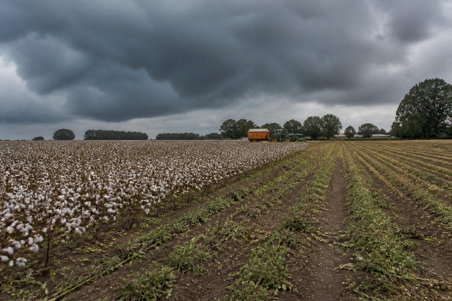 Alabama Harvest Outlook: Balancing Yield Potential and Logistics - AgroPost