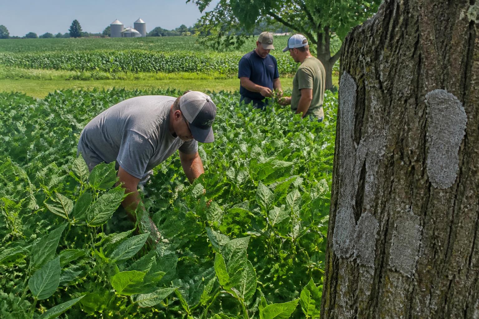 New York Crop Protection: Managing Pest Pressures and Input Volatility in Summer 2026