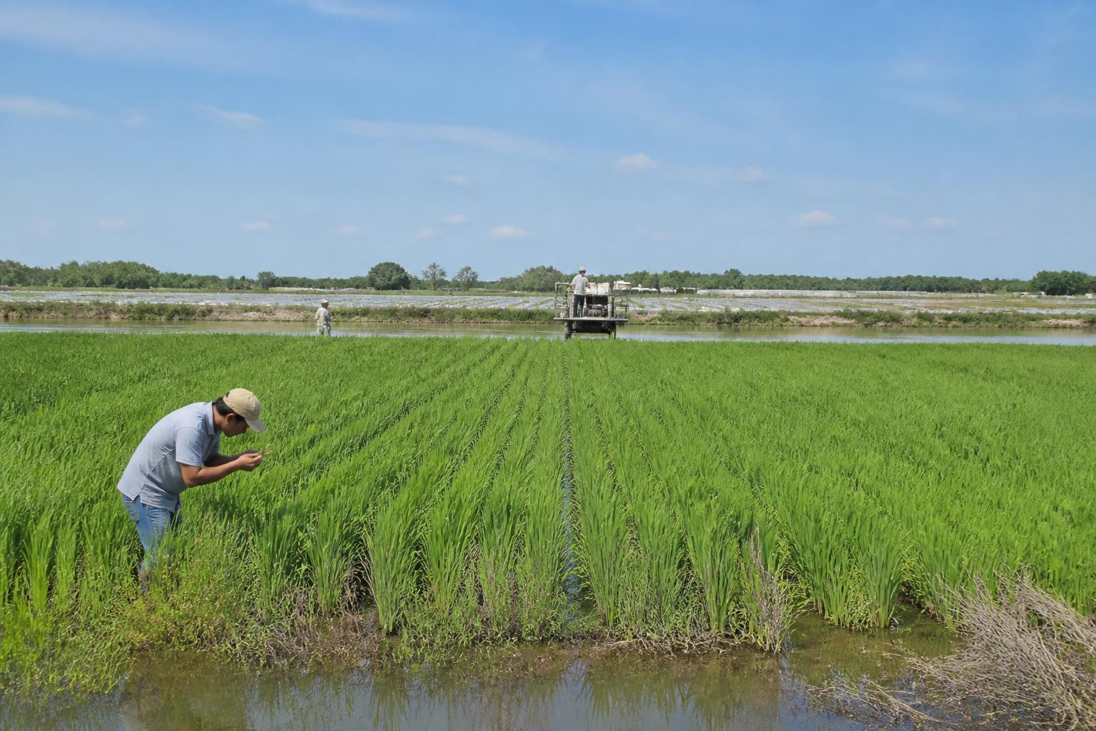 Louisiana Crop Protection: Managing Invasive Pests and Biological Pressures in Summer 2026