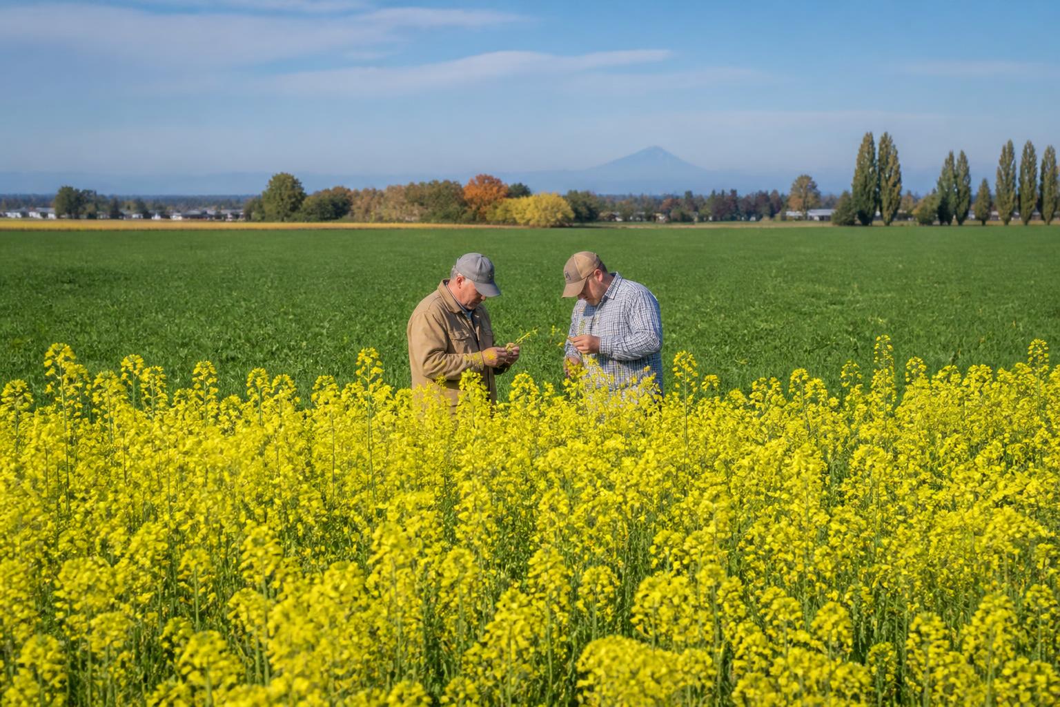 Oregon Grain Market Update: Navigating Harvest Yields and Price Pressures