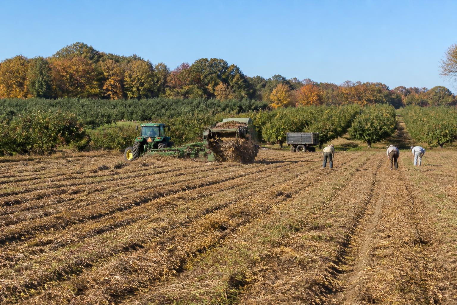 Georgia Peanut Sector Updates: Efficiency and Rotation Strategies
