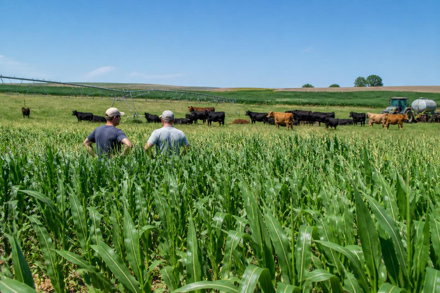 Nebraska Summer Market Outlook: Navigating Steep Input Costs and Precision Management