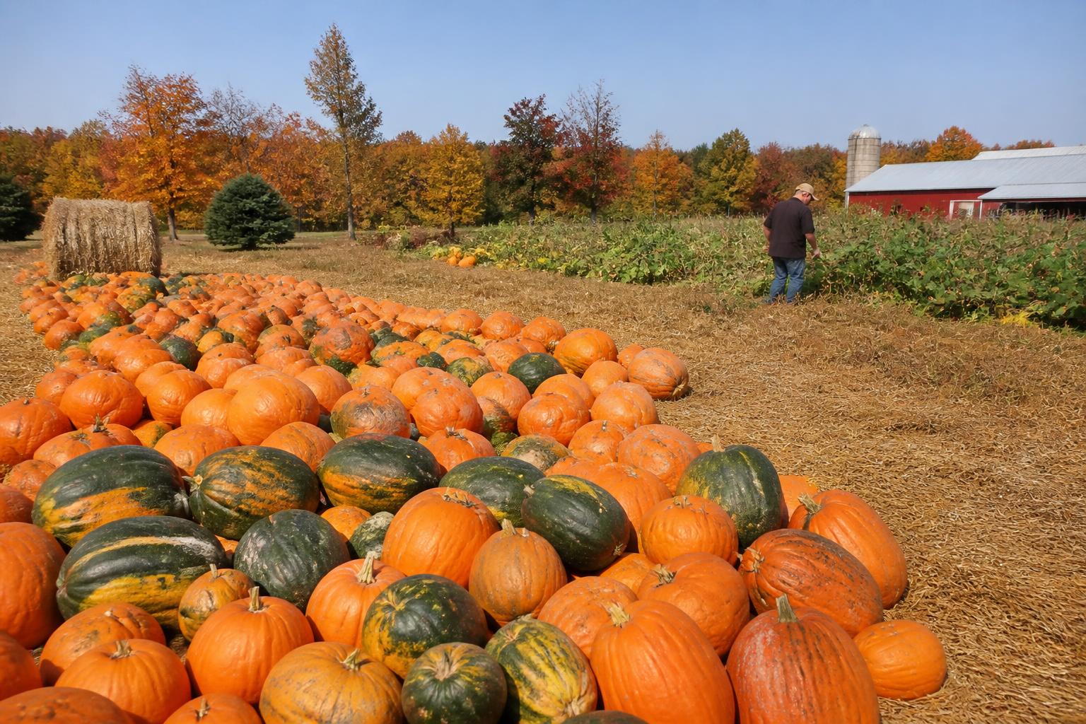 Alabama Harvest Logistics: Strategic Planning for Peak Season Movement