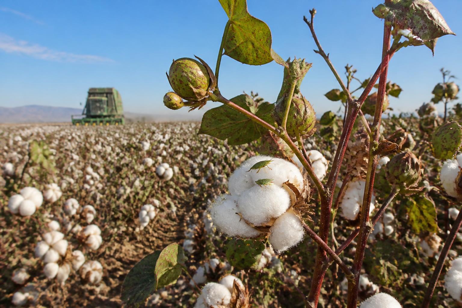 Arizona Harvest Logistics: Navigating Seasonal Pressures and Trade Uncertainties - AgroPost