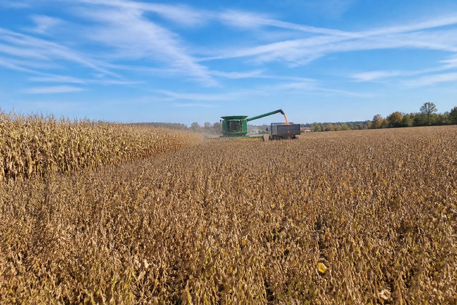 Managing Tar Spot Risks as Wisconsin Enters Crucial Harvest Window
